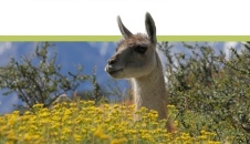 Lama trekking