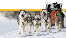 Sleddog