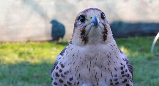 falconeria lombardia