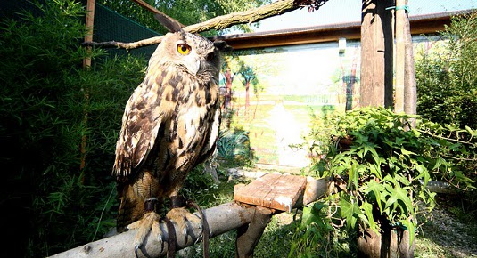 falconeria falconiere lombardia