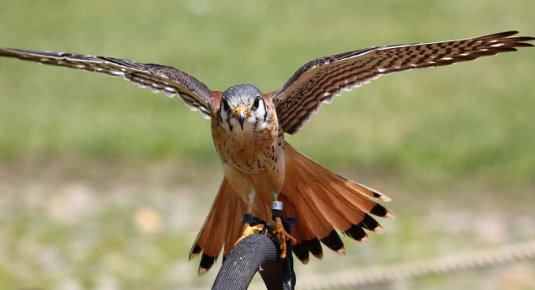 falconeria milano lombardia
