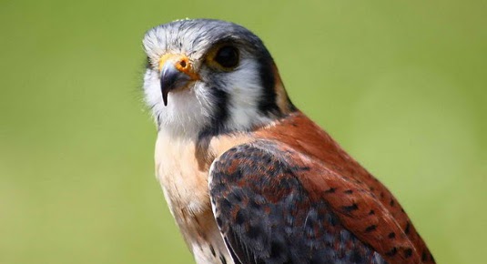 corso falconeria milano lombardia