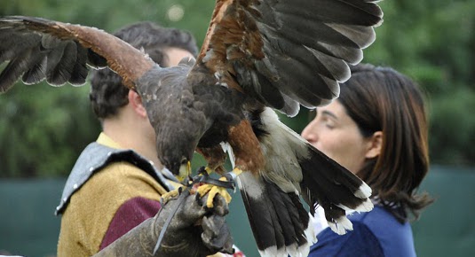 mini corso falconeria
