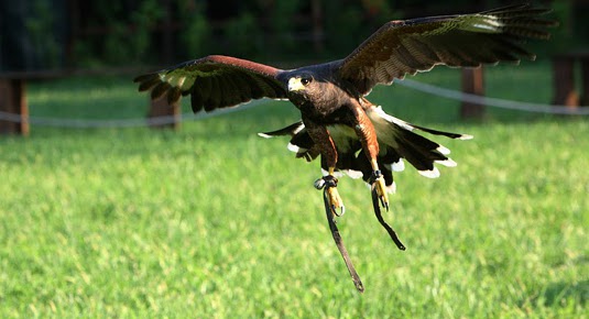 corso falconeria lombardia