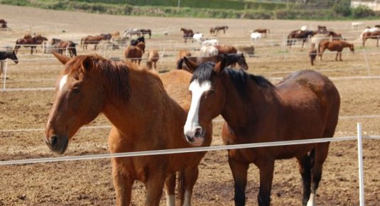 passeggiata a cavallo piemonte