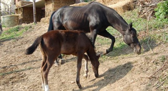 passeggiata cavallo a torino
