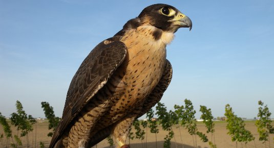 week end falconeria