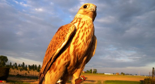 falconeria weekend