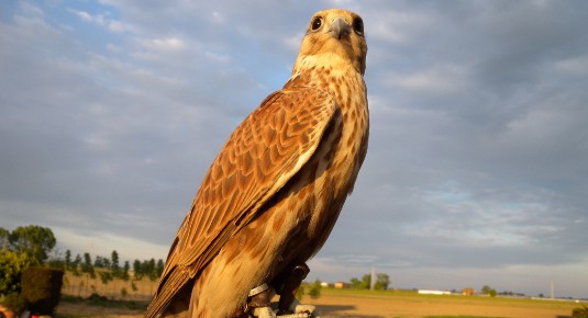 falconeria weekend corso
