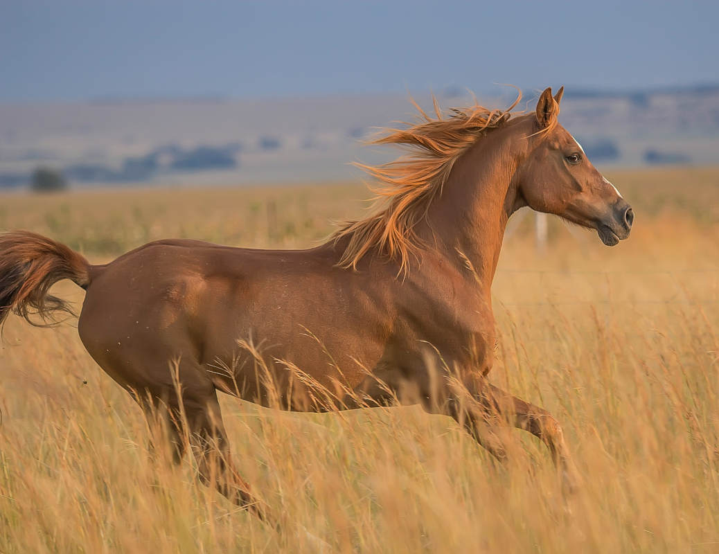 passeggiate a cavallo