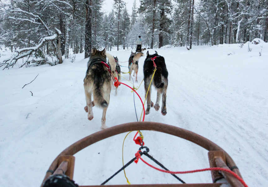 sleddog