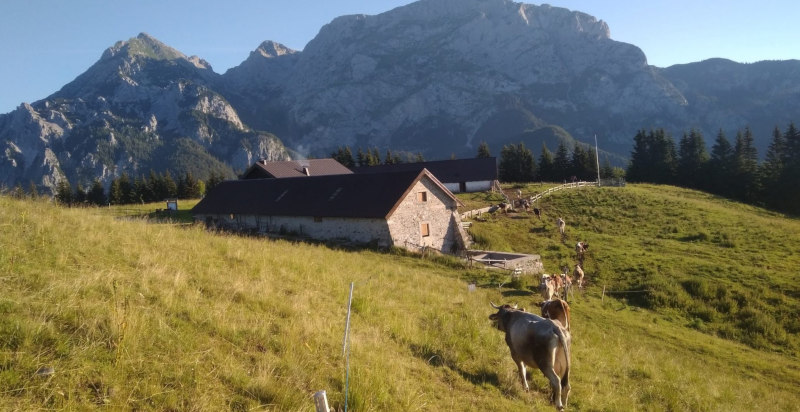 Mucche al pascolo a Malga Glazzat in Friuli