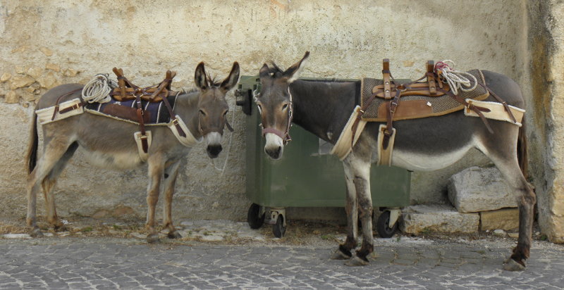 asino-abruzzo-trekking-pernottamento