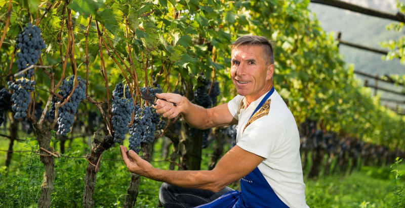 Degustazione vino biologico Sanin Magrè sulla strada del vino