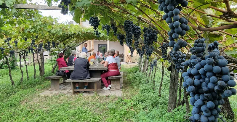 Visita guidata con degustazione alla Bio Weingut Sanin in Alto Adige