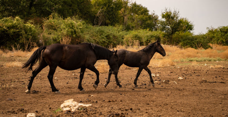 Cavalli selvaggi durante l'escursione in e-bike a Rocca Massima