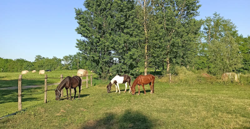 Cavallo in libertà nel verde della Pianura Padana, zona di Bosaro, Rovigo.