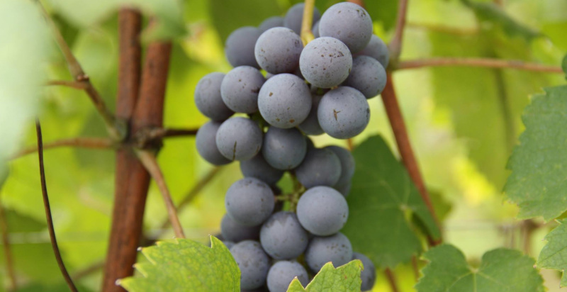 degustazione nebbiolo