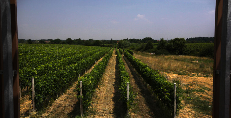 Degustazione vini Monferrato Piemonte