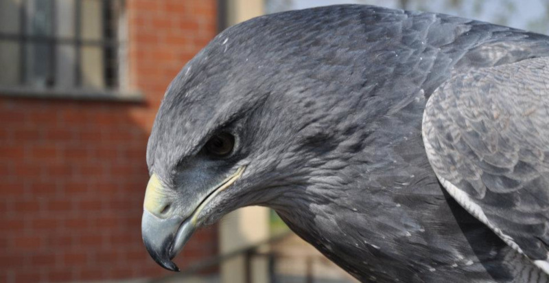 corsi falconeria corso