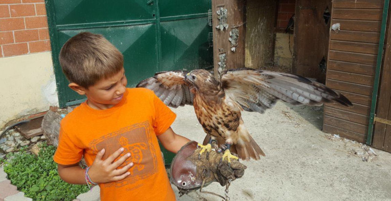 corso di falconeria torino