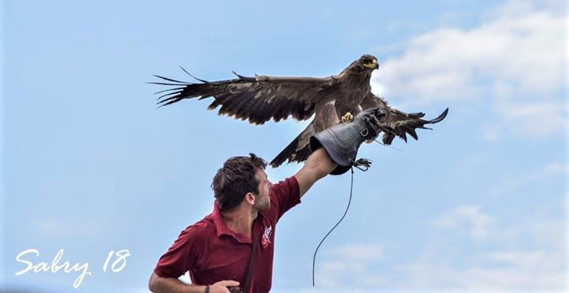 falconeria-udine-2