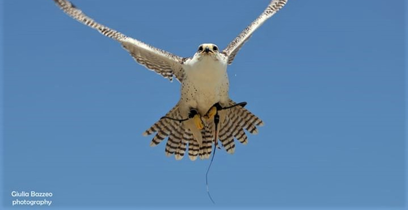 falconeria-udine-8