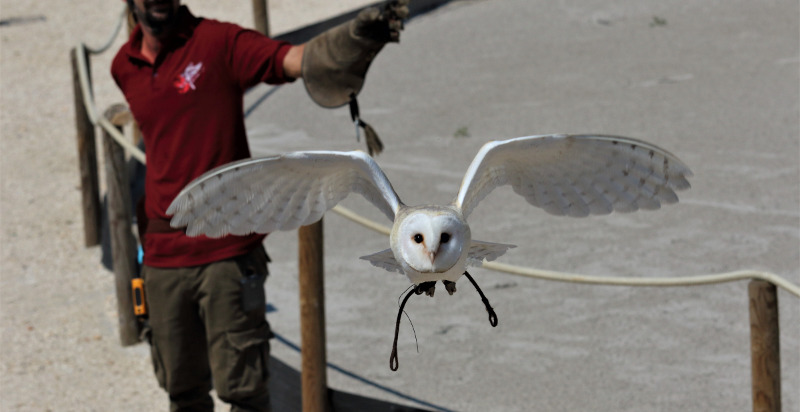 famiglia-falconeria-udine-7