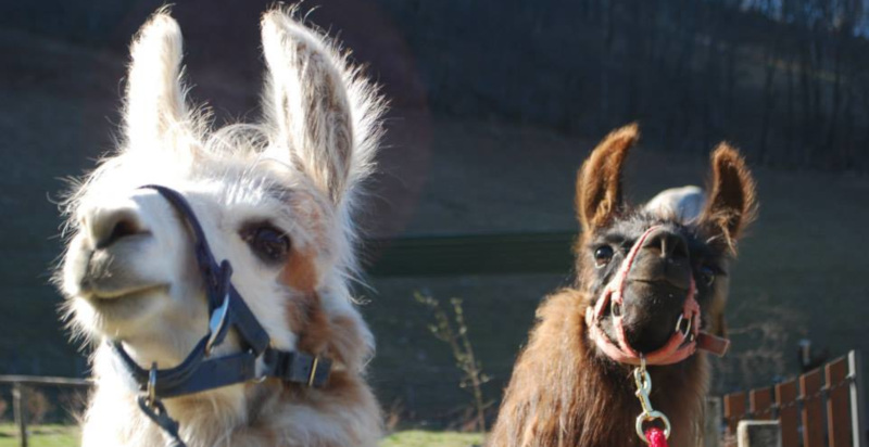 Lama durante un trekking nelle Prealpi Comasche