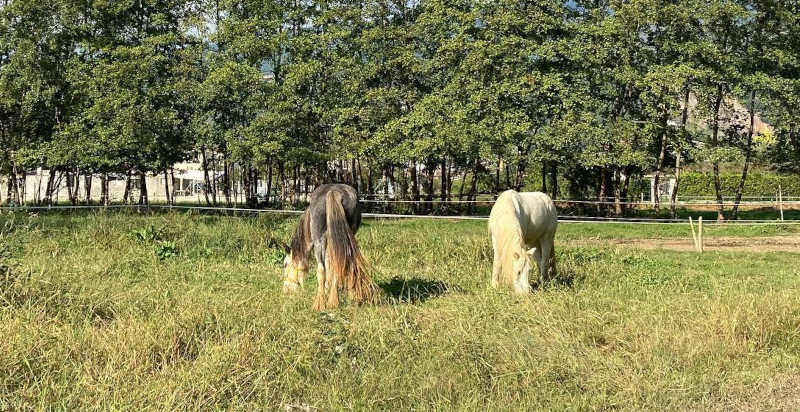 Maneggio a Montignoso Massa Carrara