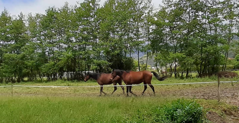 Cavalli che pascolano in natura a Montignoso, Versilia Toscana