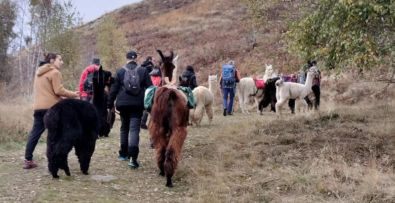 Escursione con lama e alpaca sui sentieri della Valchiusella