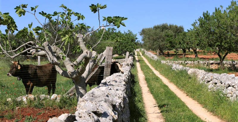 pernottamento-puglia-alberobello-trulli