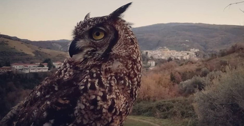 pescara-manoppello-falconeria