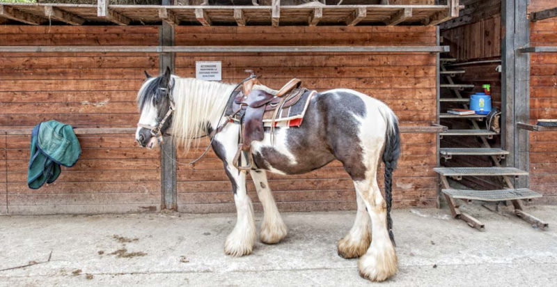 prenotare-passeggiate-a-cavallo-bergamo