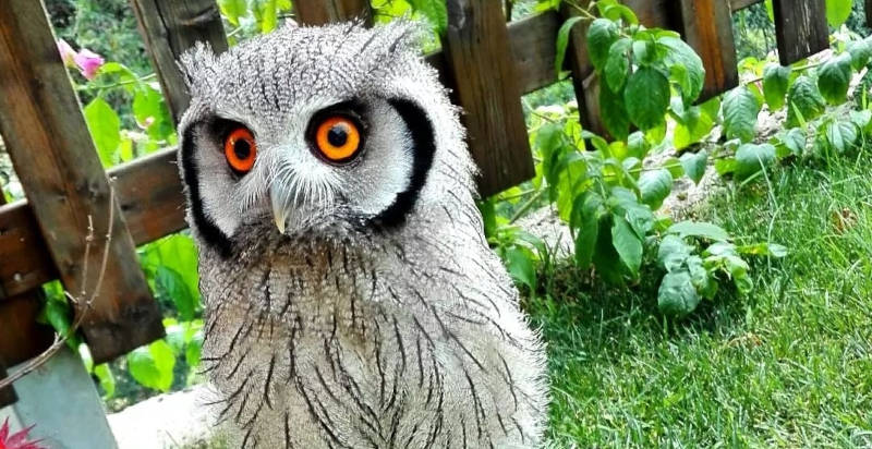 Esperienza di Falconeria tra natura e rapaci a Malcesine sul Garda