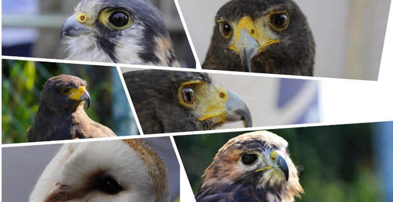 Spettacolo di falchi e aquile a Malcesine sul Lago di Garda