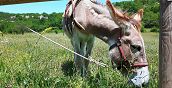 abruzzo-trekking-asino-pernottamento