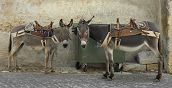 asino-abruzzo-trekking-pernottamento