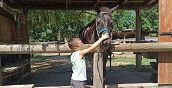 Lezioni equitazione adulti e bambini in provincia di Rovigo