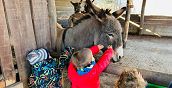 Bambini carezzano un asino nella fattoria a Pietra Ligure