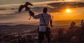 Falconeria Monte Maggiore