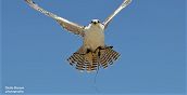falconeria-udine-8