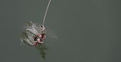 Salto bungee con immersione nell'acqua alla diga di Klaus
