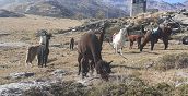 Passeggiata con lama e alpaca in Valchiusella tra natura e panorami mozzafiato