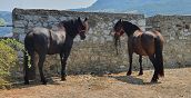 Cavalli Bardigiani nella natura incontaminata della Val Noveglia