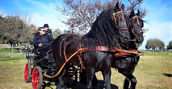 sicilia-gita-carrozza