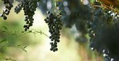 Degustazione vino Alto Adige