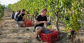 Raccolta dell'uva nei vigneti del Roero per la produzione di vini biologici piemontesi