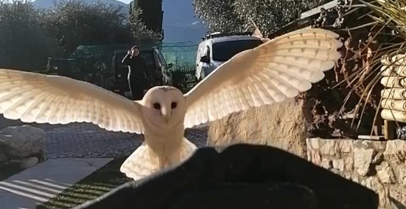 Esperienza unica di falconeria sul Lago di Garda a Malcesine